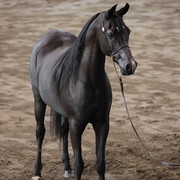 2012 East Coast Arabian Championships - Day 2