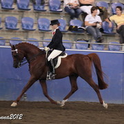 2012 East Coast Arabian Championships - Day 2