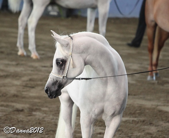 2012 East Coast Arabian Championships - Day 2