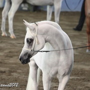 2012 East Coast Arabian Championships - Day 2