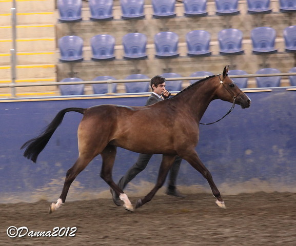 2012 East Coast Arabian Championships - Day 2