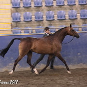 2012 East Coast Arabian Championships - Day 2