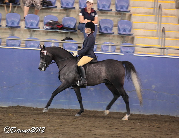 2012 East Coast Arabian Championships - Day 2