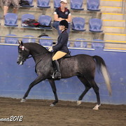 2012 East Coast Arabian Championships - Day 2