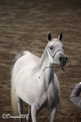 2012 East Coast Arabian Championships - Day 2