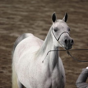 2012 East Coast Arabian Championships - Day 2