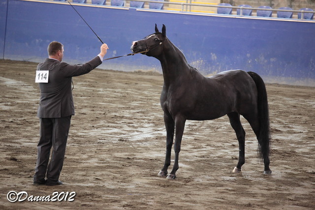 2012 East Coast Arabian Championships - Day 2