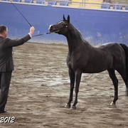 2012 East Coast Arabian Championships - Day 2