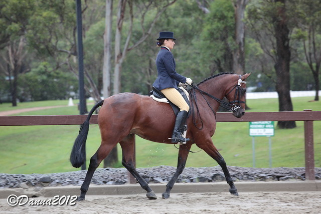 2012 East Coast Arabian Championships - Day 2