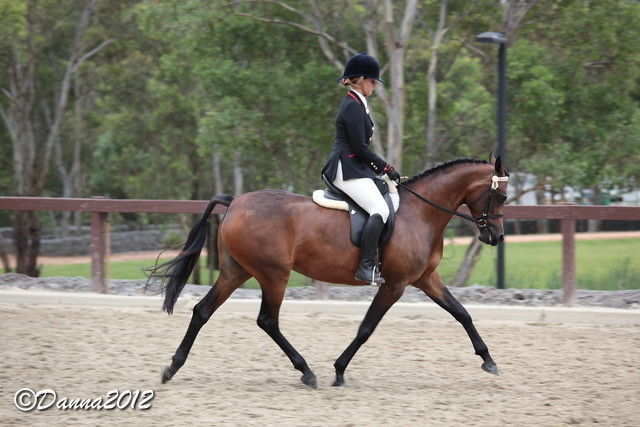 2012 East Coast Arabian Championships - Day 2