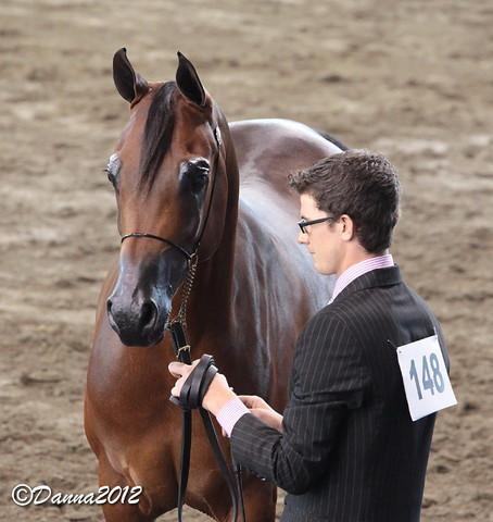 2012 East Coast Arabian Championships - Day 2