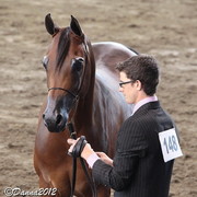 2012 East Coast Arabian Championships - Day 2