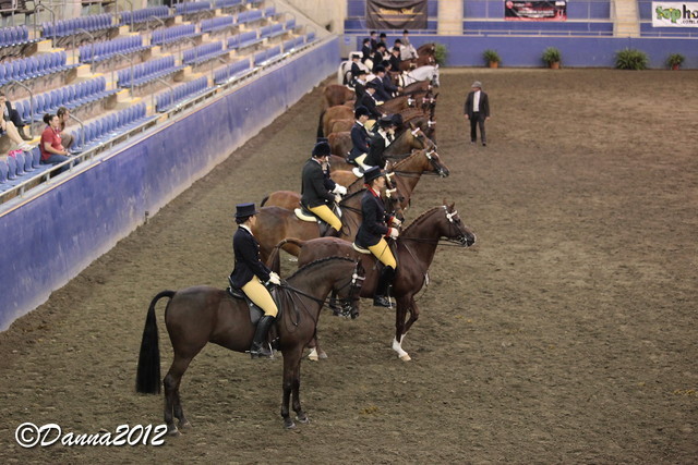 2012 East Coast Arabian Championships - Day 2