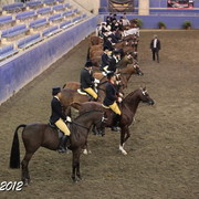2012 East Coast Arabian Championships - Day 2