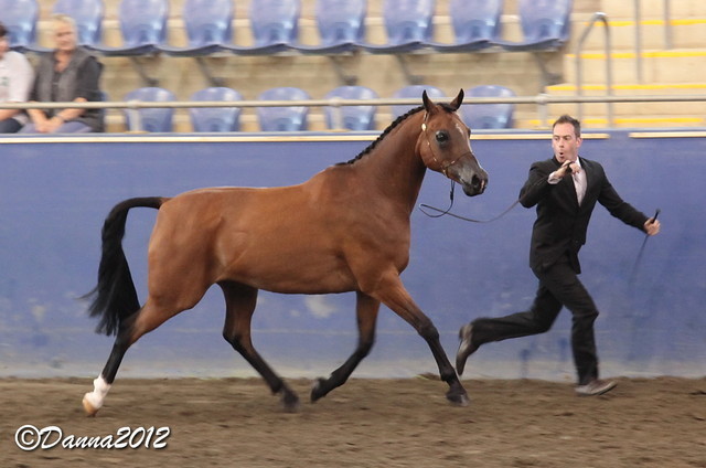 2012 East Coast Arabian Championships - Day 2