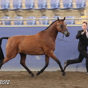 2012 East Coast Arabian Championships - Day 2