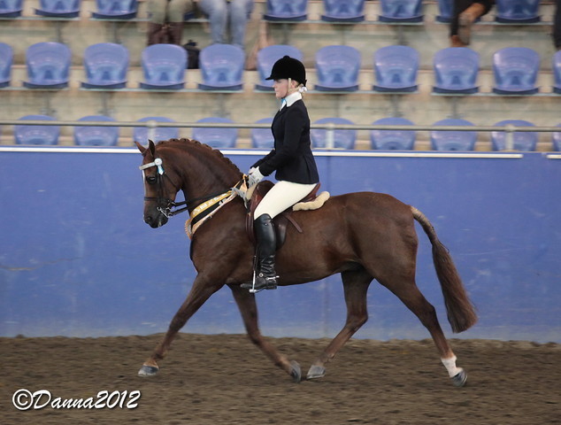 2012 East Coast Arabian Championships - Day 2