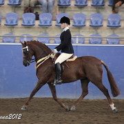 2012 East Coast Arabian Championships - Day 2