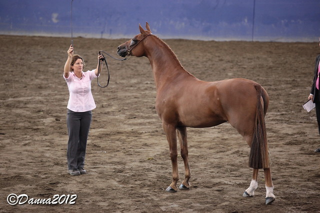 2012 East Coast Arabian Championships - Day 2