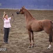 2012 East Coast Arabian Championships - Day 2