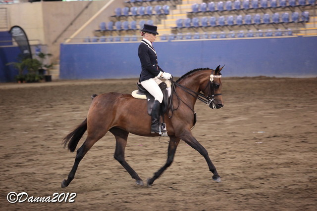 2012 East Coast Arabian Championships - Day 2