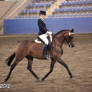 2012 East Coast Arabian Championships - Day 2