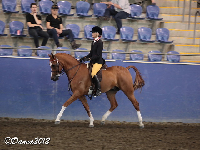 2012 East Coast Arabian Championships - Day 2
