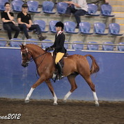 2012 East Coast Arabian Championships - Day 2