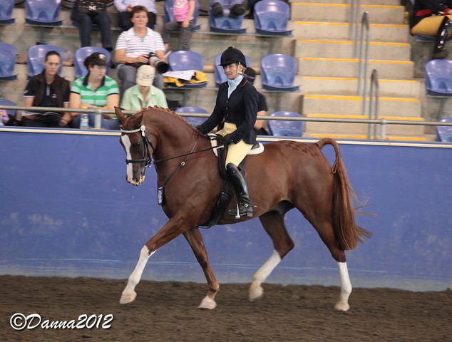 2012 East Coast Arabian Championships - Day 2