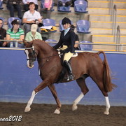 2012 East Coast Arabian Championships - Day 2