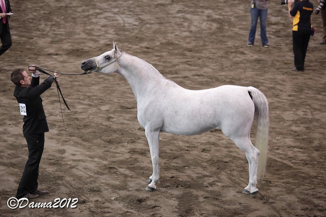 2012 East Coast Arabian Championships - Day 2