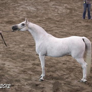 2012 East Coast Arabian Championships - Day 2