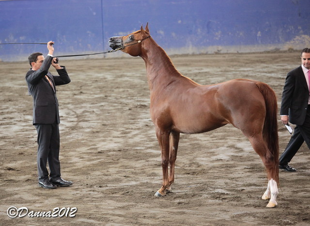 2012 East Coast Arabian Championships - Day 2