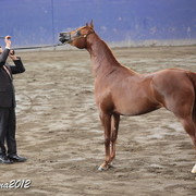 2012 East Coast Arabian Championships - Day 2