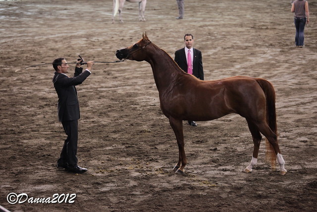 2012 East Coast Arabian Championships - Day 2