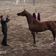 2012 East Coast Arabian Championships - Day 2