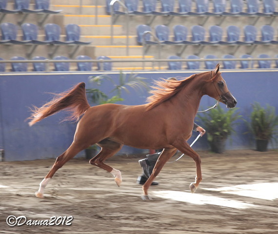 2012 East Coast Arabian Championships - Day 2