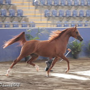 2012 East Coast Arabian Championships - Day 2