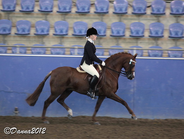 2012 East Coast Arabian Championships - Day 2