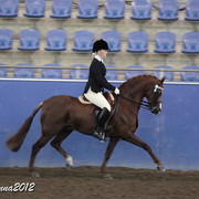 2012 East Coast Arabian Championships - Day 2