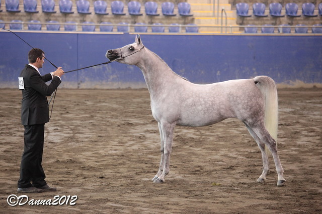 2012 East Coast Arabian Championships - Day 2