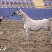2012 East Coast Arabian Championships - Day 2