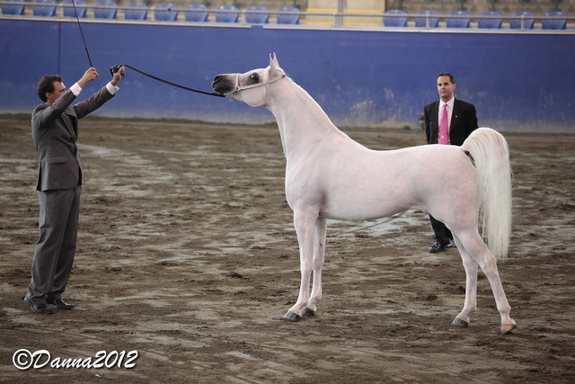 2012 East Coast Arabian Championships - Day 2