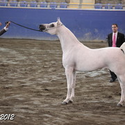 2012 East Coast Arabian Championships - Day 2