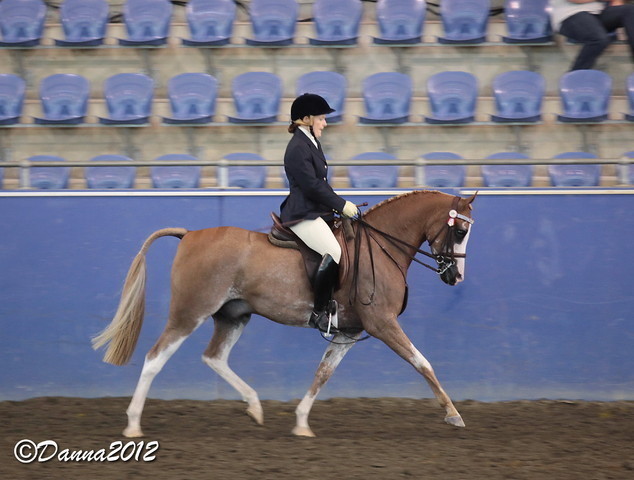 2012 East Coast Arabian Championships - Day 2