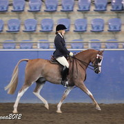 2012 East Coast Arabian Championships - Day 2