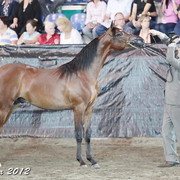 25th East Coast Championship Show - Day 3/ Finals