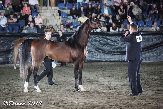 25th East Coast Championship Show - Day 3/ Finals