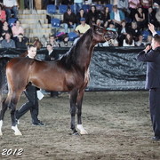 25th East Coast Championship Show - Day 3/ Finals