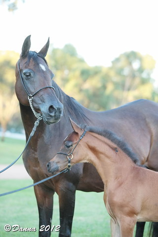25th East Coast Championship Show - Day 3/ Finals